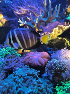 Sailfin Tang Medium Approx 6inches Marine Reef Saltwater  • £50