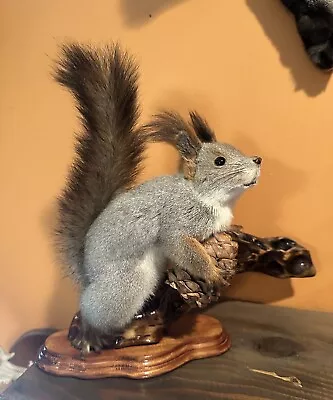 It’s A Brand New Taxidermy Squirrel Mount Absolutely Beautiful Very High-quality • $157.50