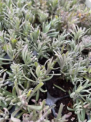Lavender - 6cm Plug Plants • £5.99
