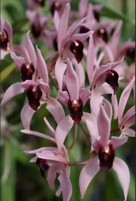 $70 • Buy Orchid Cymbidium Devon Odyssey (erythrostylum X Devonianum)