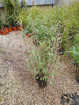 Fargesia Nitida Black Pearl 7.5L Potted Bamboo Clumping Approx 1-1.2m Tall • £39.99