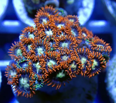 Lovely WYSIWYG Orange Lashed Zoanthid Zoa Zoas Coral Frag-Marine LPS SPS • £0.99