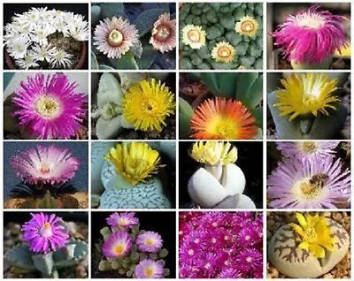 Mesembs Variety MIX @J@ Succulent Cactus Living Stone Cacti Exotic Seed 15 SEEDS • $8.99