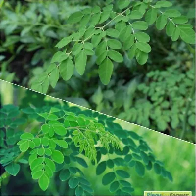 Moringa Oleifera Organic Leaf (Fresh Hand Picked From Tampa FL) 8 Oz • $5.99