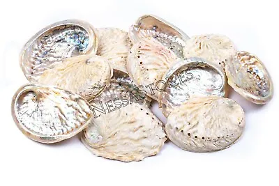 Midae Abalone Sea Shell One Side Polished Beach Craft 3  - 4  (12 Pcs) #JC-154 • $22.99