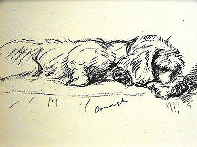 Lucy Dawson 1937 WIREHAIRED DACHSHUND - DONAGH Vintage DOG Art Print Matted • $16
