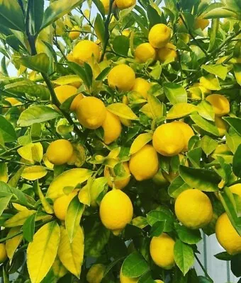 10 Organic Meyer Lemon Seeds|USA|Texas|High Germination Rate  • $4