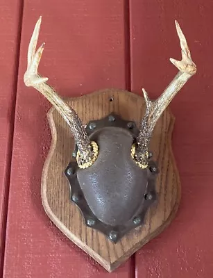 Vtg 6 Pt 1962 Upper Michigan Whitetail Deer Antlers Mounted On Wooden Oak Plaque • $29.99