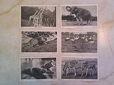 Vintage Postcard Set. Whipsnade Park. Zoological Society Of London. Zoo • £4.99