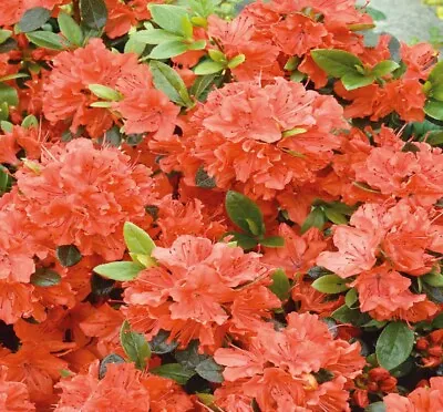 Orange Azalea Japanese Tall Evergreen Shrub Hardy Garden Plant In Pot • £37.99