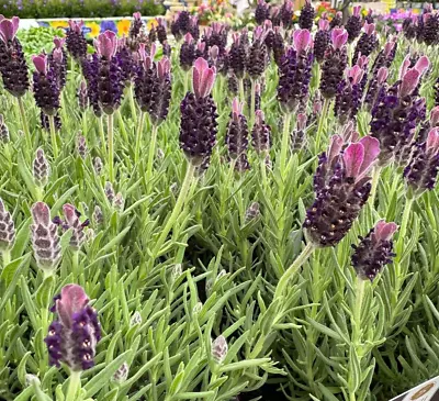 Lavender French - Lavandula Stoechas - 30 Seeds - Hardy Perennial Flower Shrub • £1.09