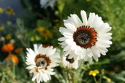 Venidium Cape Daisy Zulu Prince 600 Flower Seeds • £2.49