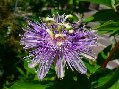 10 Maypop Purple Passion Seeds (Edible Fruit!) (Passiflora Incarnata) Cold Hardy • $3.99