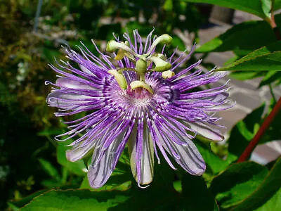 15 Maypop Purple Passion Seeds (Edible Fruit!) (Passiflora Incarnata) Cold Hardy • $4.99