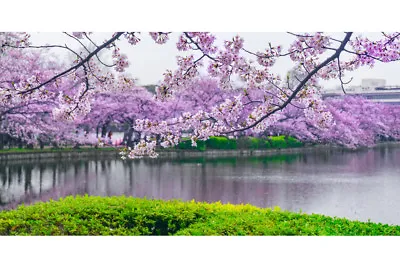 Cherry Blossoms In Bloom Flowering Trees Photo Art Print Poster 18x12 • $10.98