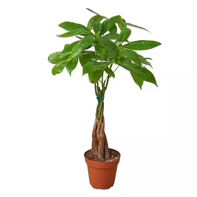 Money Tree / Feng Shui Plant / Good Luck Tree • $29.99