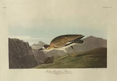 $35 • Buy Audubon Amsterdam Edition -  Rocky Mountain Plover  -Double Elephant Folio 1971