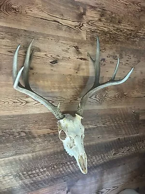 Dark Kansas Mule Deer Antlers Wild European Mount Real Skull Man Cave Cabin • $19.99