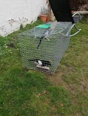  1x  SINGLE ENTRY MAGPIE CORVID TRAP  READY TO USE HAND MADE IN UK  • £72.99