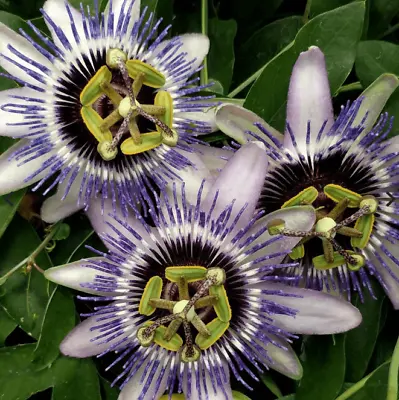 £8.99 • Buy Passionflower Passiflora Damsels Delight 9cm Pot Perennial/Climber Plant X1