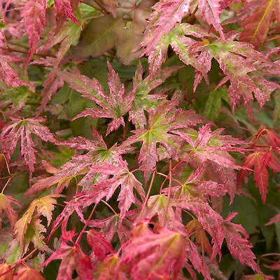 Acer Palmatum 'Phoenix' | Japanese Maple Deciduous Garden Plant Tree In Pot • £59.99