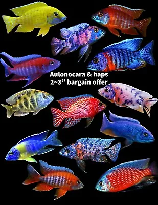 Six X Malawi Cichlids Assorted Haps & Peacocks 6-7 Cm Young Adults X 6 🔥 🔥 • £49.99