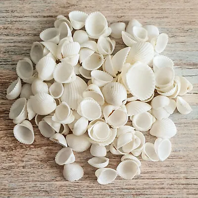 Small White Cockle Shells Craft Beach Wedding Confetti Fairy Garden Seashells • £4.29
