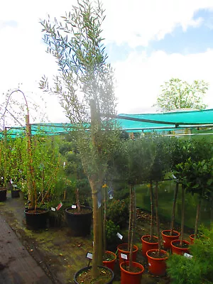 9ft-10ft Inc. Pot  Hardy Olive Tree Olea Europea 30litre Columnar Pruned • £179.99