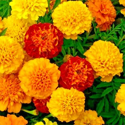 300 Seeds FRENCH MARIGOLD PETITE MIXED+4  FREE REUSABLE PLANT LABEL  • £0.99