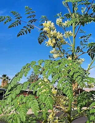 Malunggay Seeds Moringa Oleifera For Planting 50 To 150 Seeds • $7.99