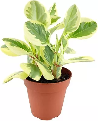 House Plants - Starter Plants - Rooted - 30-45 Days Old 3  To 8  Tall • $3