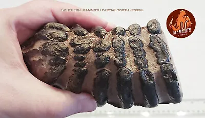 Southern Mammoth Partial Tooth - Fossil • $225