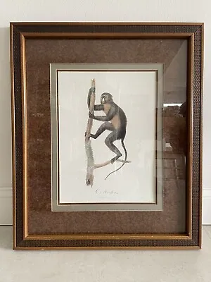 Monkey Print Artwork Frame Included By Jean Baptiste Audebert • $79.99