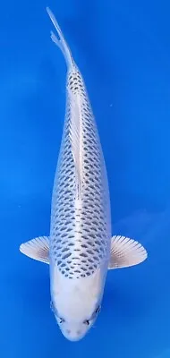 Japanese Koi Imported Ginrin Matsuba Female 25 Inch • $2000