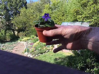 Miniature African Violet Leaf Cuttings.  8 Leaves Freshly Cut • $11.98