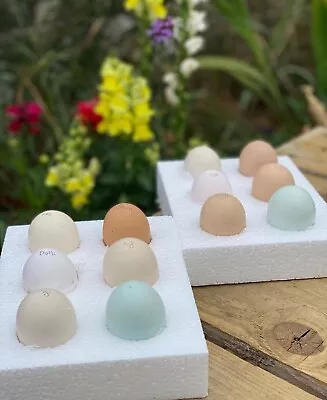 6 X Large Fowl Pure Breed Hatching Eggs For Incubator  🐣 The Cockerel House 🦚 • £9.99