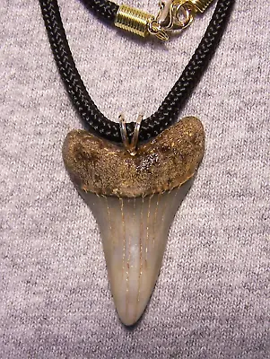 Mako Shark Tooth Shark Teeth Necklace Fossil 1 5/8  Wireless Polished Megalodon • $29