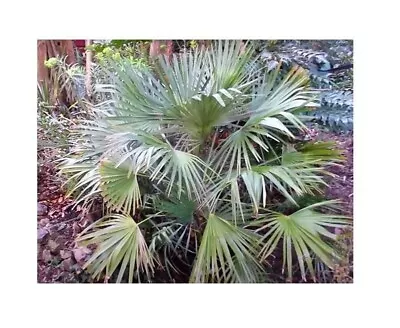 5x Chamaerops Humilis Dwarf Palm Garden Plants - Seeds B1965 • £3.95