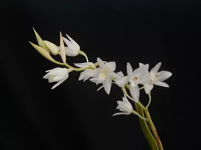 Orchid Plants Coelogyne Flexuosa • $24