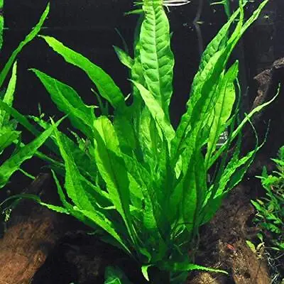 Java Fern Microsorum Pteropus Bare Root • $9.79