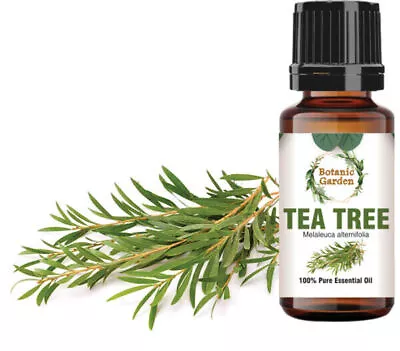 Tea Tree Or Melaleuca Alternifolia Essential Oil For Acne & Warts 100% Pure Oil • $245.97