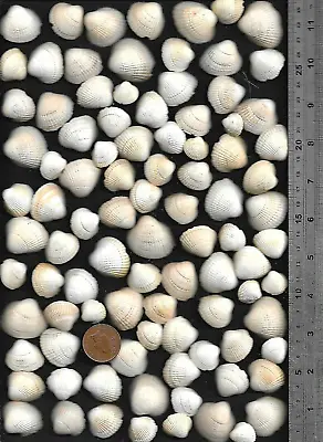 94 UK NORTH SEA Very Worn & Nibbled COCKLE Shells 165g Belhaven Bay Scotland • £7.90