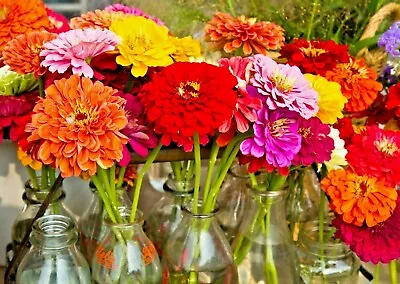 1000+GIANT DAHLIA ZINNIA MIX Seeds Summer Garden Flowering Annual Cut Flowers • $10