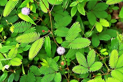 Houseplant Touch Me Not - Mimosa Pudica Perennial Seeds X 15 Unusual Flower • £2.50