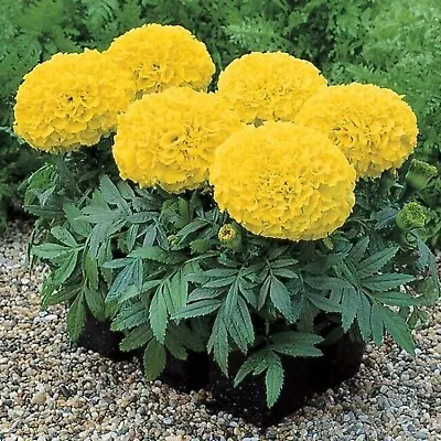 24 Dwarf African Marigold Antigua Yellow  Bedding Patio Plug Plants • £8