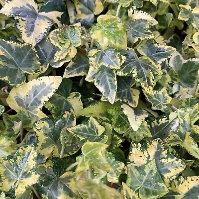 £1.99 • Buy 6 Rooted Pieces Of Hedra  (Trailing Ivy) Helix Variegated Gold
