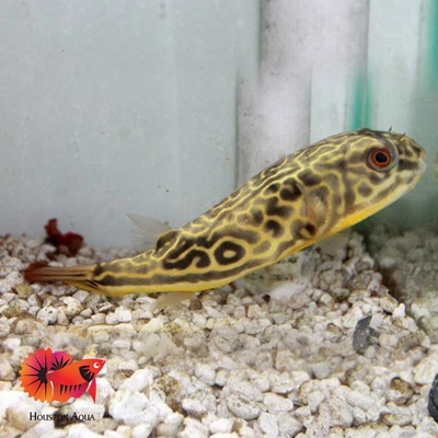 $450 • Buy RARE Giant Mbu Fresh Water Puffer Fish  - Live Aquarium Fish - High Grade A+++