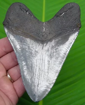 MEGALODON SHARK TOOTH -  5 & 1/16  - SC River Find - NATURAL FOSSIL MEGLADONE • $295