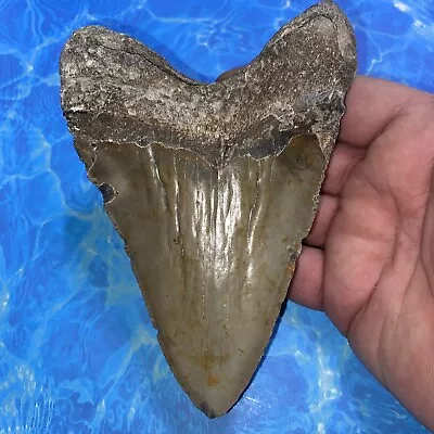 Megalodon Shark Tooth 5.83” Huge Teeth Meg Scuba Diver Direct Fossil Nc 2857 • $130