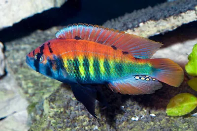 Haplochromis Nyererei ** Lake Victoria Cichlid **  4cm Malawi • £8.99